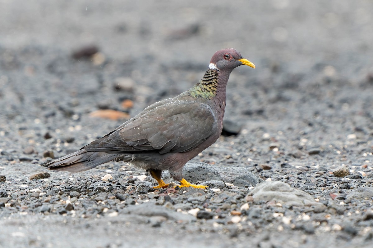 Band-tailed Pigeon - Tyler Wenzel