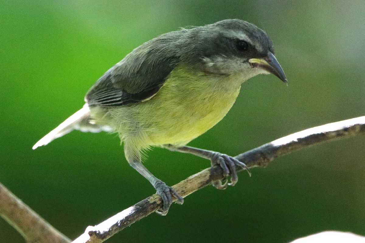 Bananaquit - ML627583026