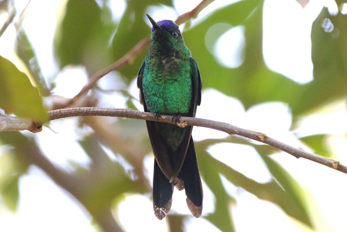 Violet-capped Woodnymph - ML627583033