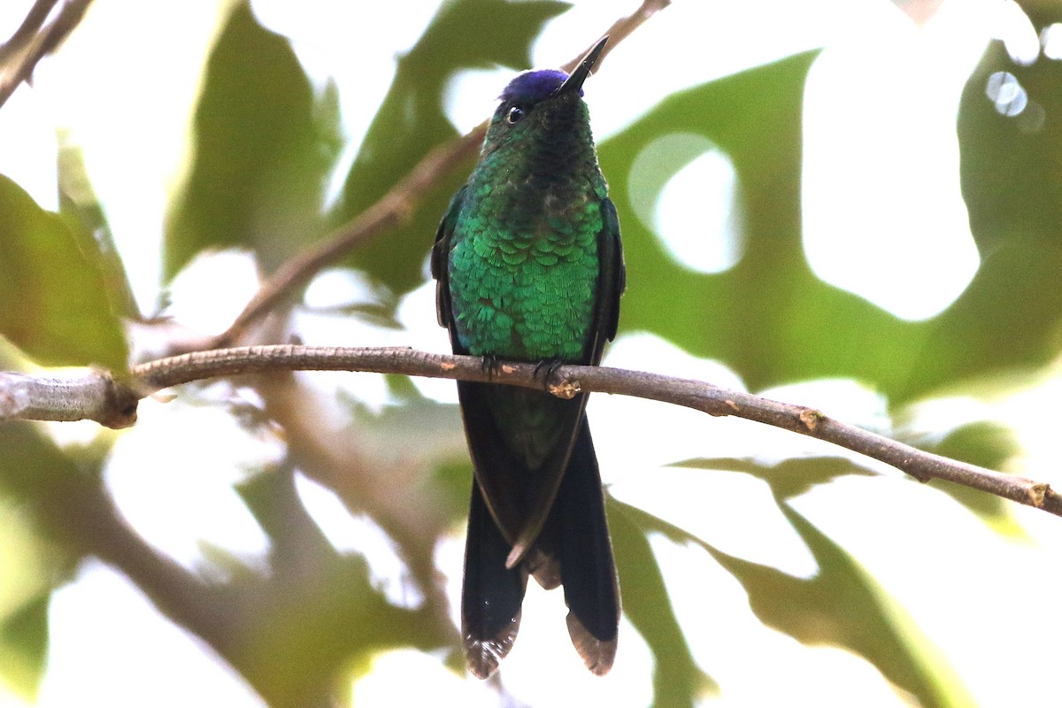 Violet-capped Woodnymph - ML627583035