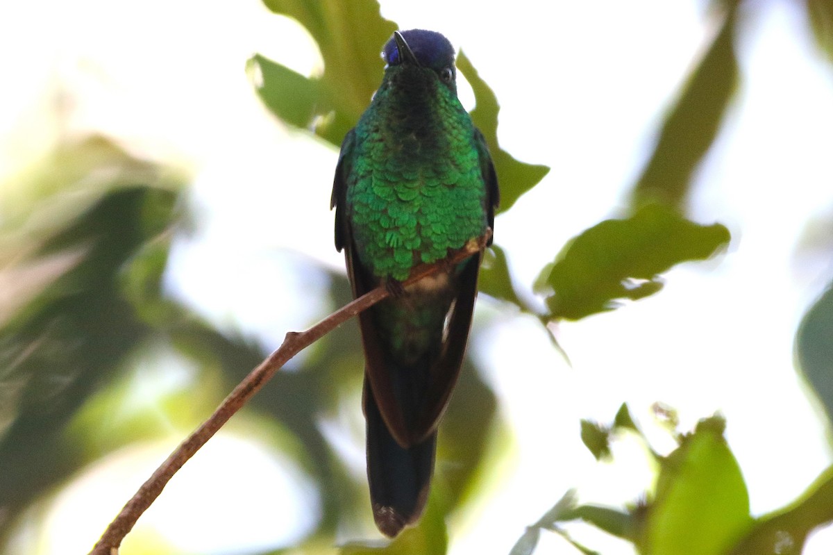 Violet-capped Woodnymph - ML627583036