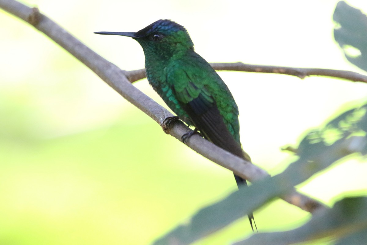 Violet-capped Woodnymph - ML627583047