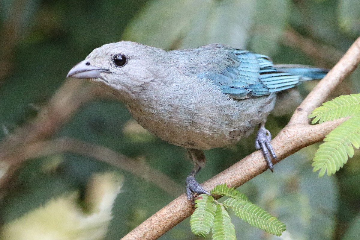 Sayaca Tanager - ML627583053