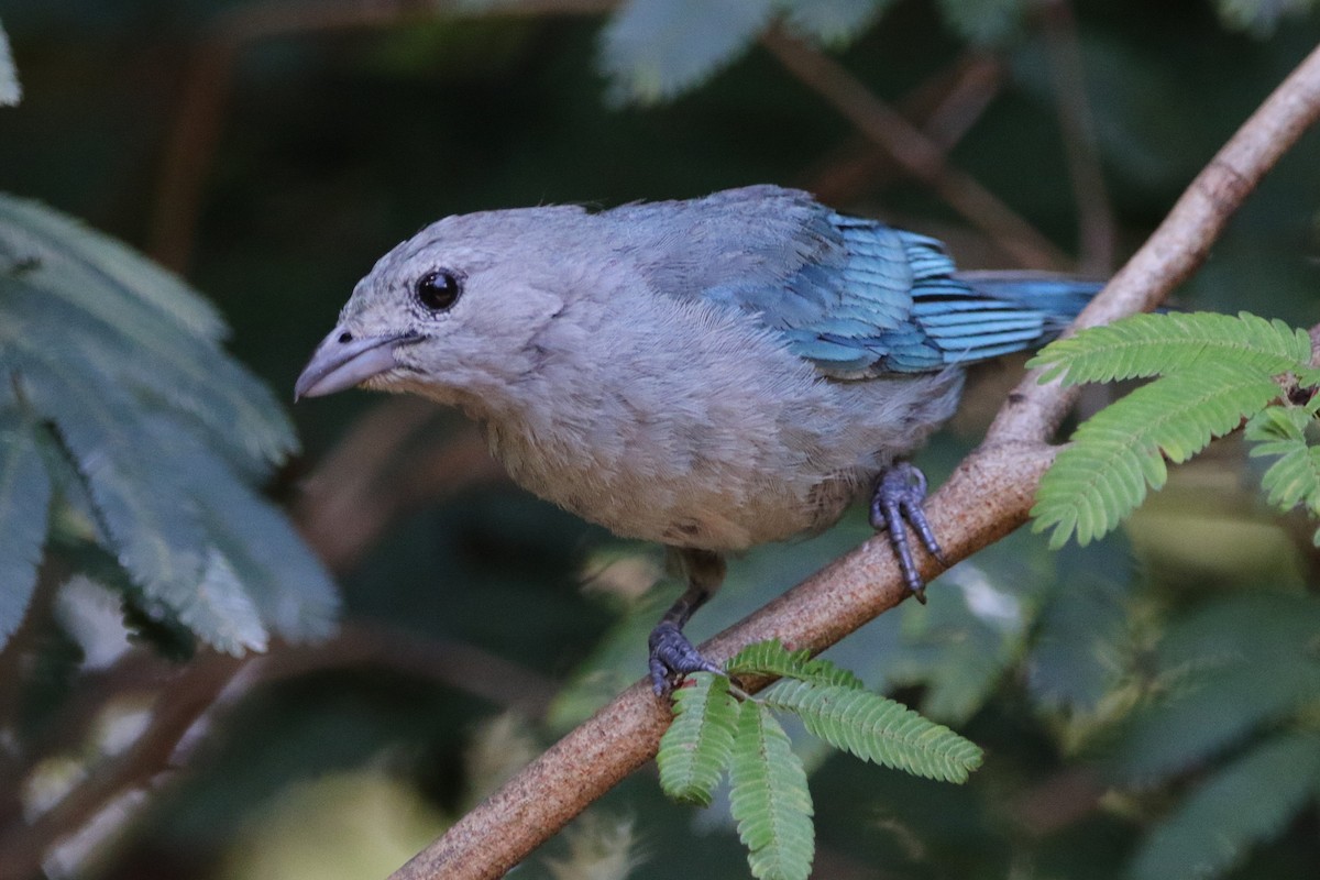 Sayaca Tanager - ML627583061