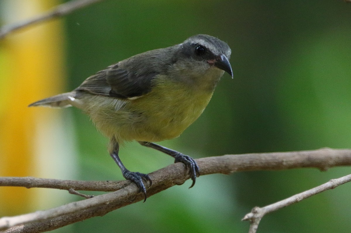 Bananaquit - ML627583064