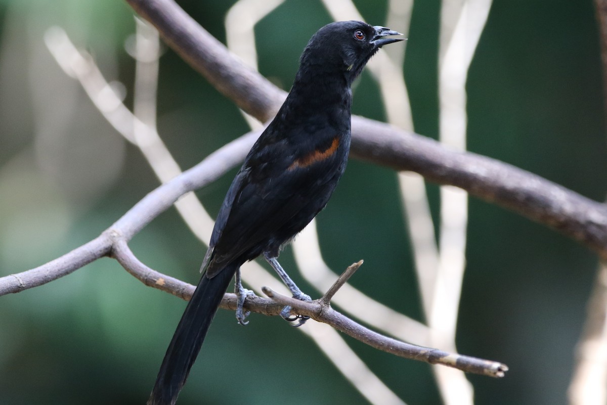 Variable Oriole - ML627583070