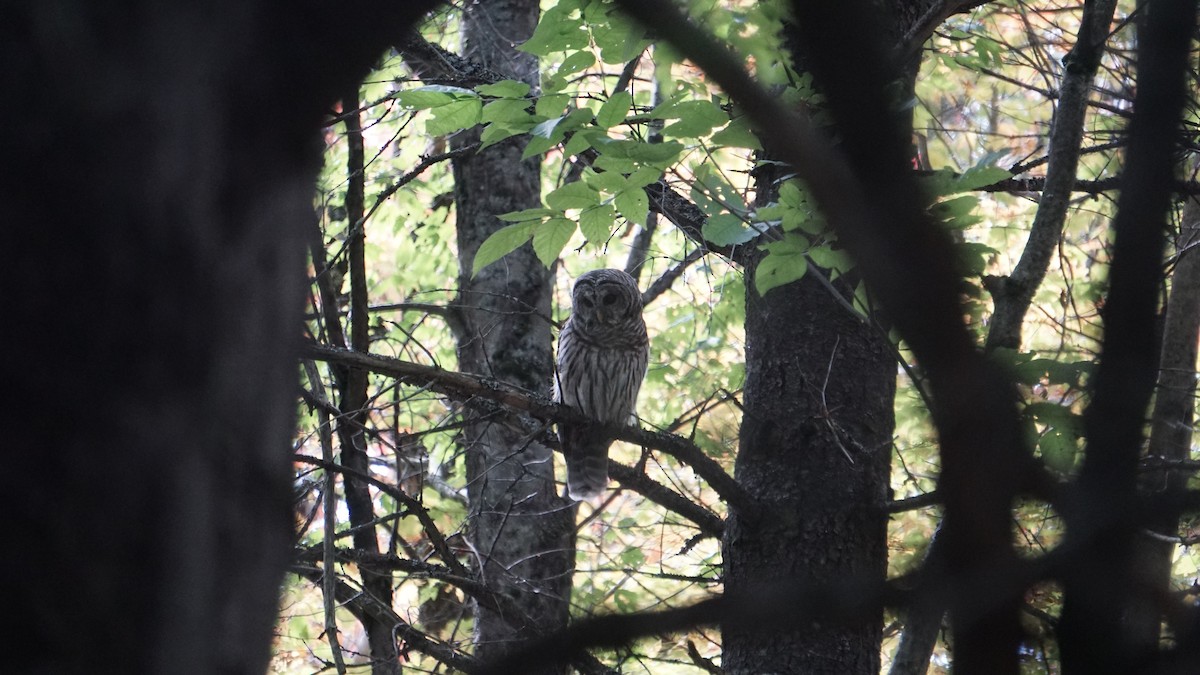 Barred Owl - ML627583085
