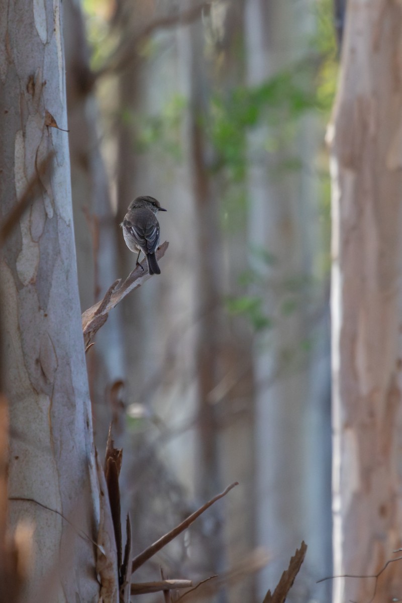 Dusky Robin - ML627583091