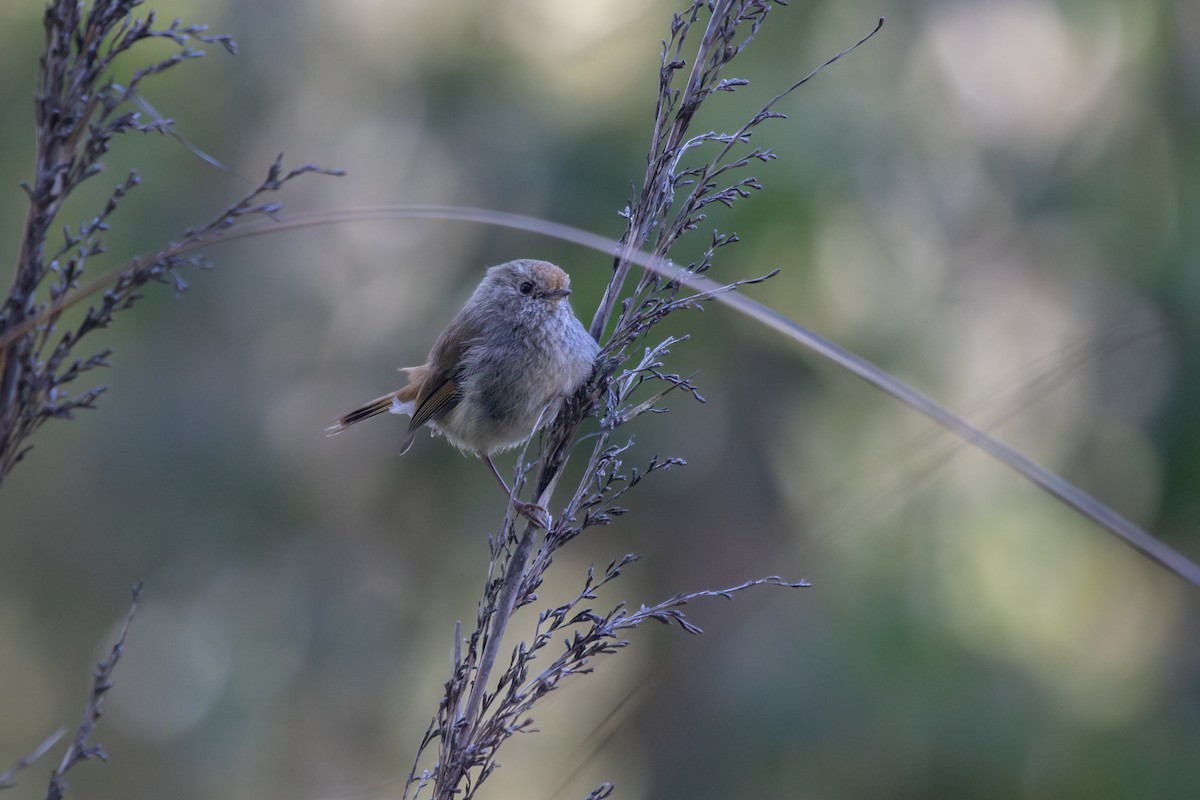 Tasmanian Thornbill - ML627583100