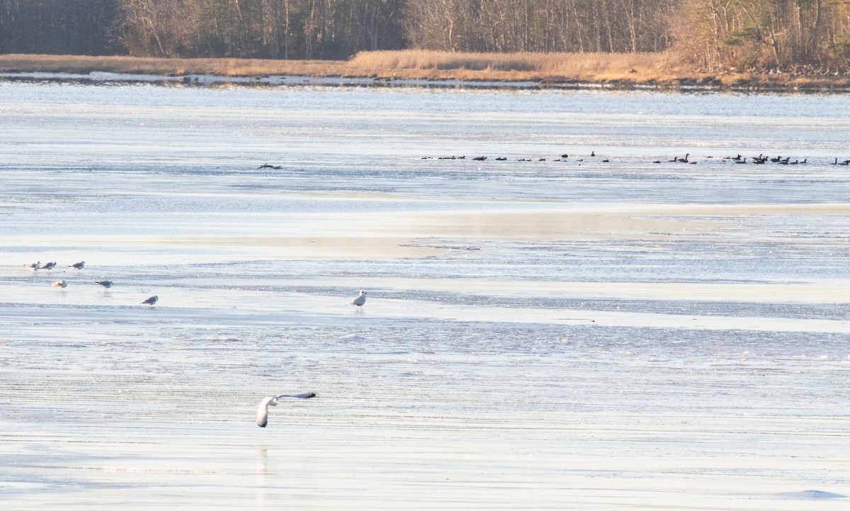 Iceland Gull (kumlieni) - ML627583102