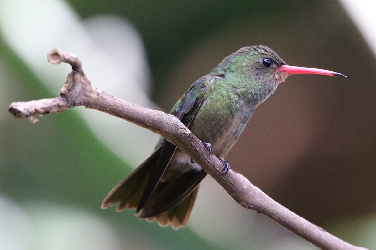 Gilded Hummingbird - ML627583111