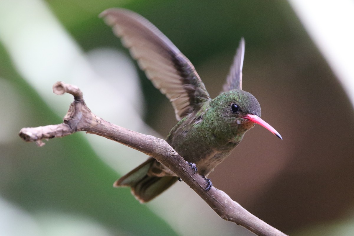 Gilded Hummingbird - ML627583114