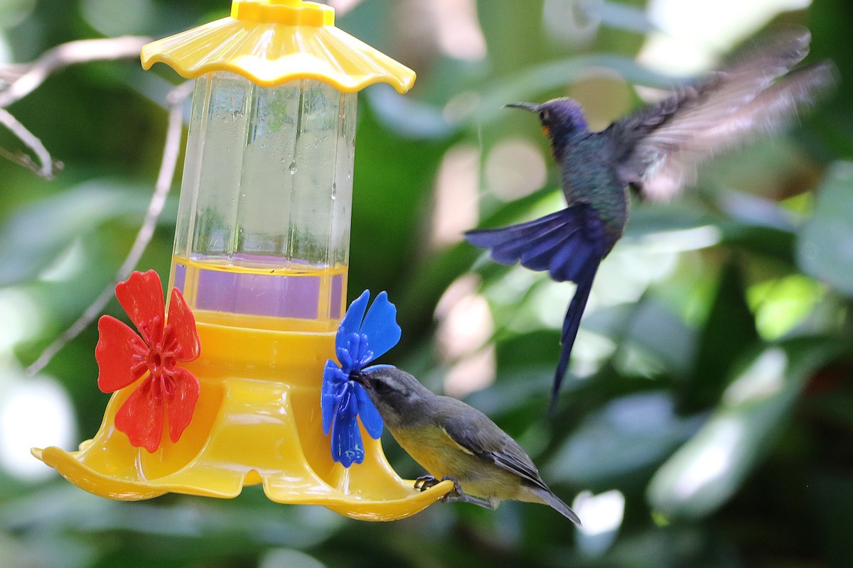 Swallow-tailed Hummingbird - ML627583117