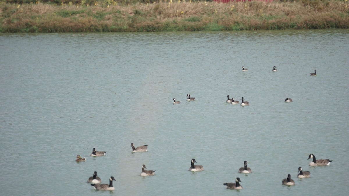 Oca canadese minore - ML627583120