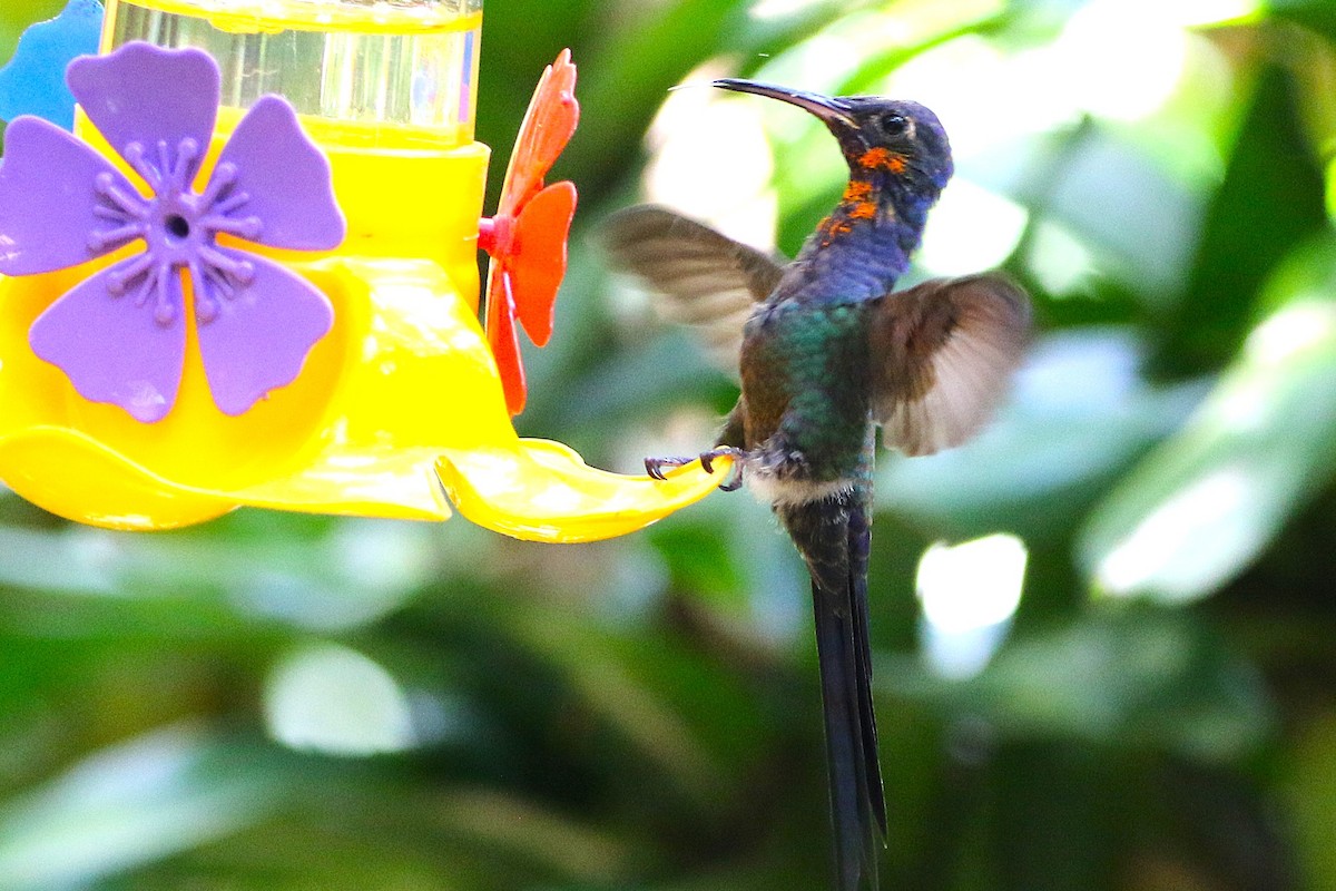 Swallow-tailed Hummingbird - ML627583121