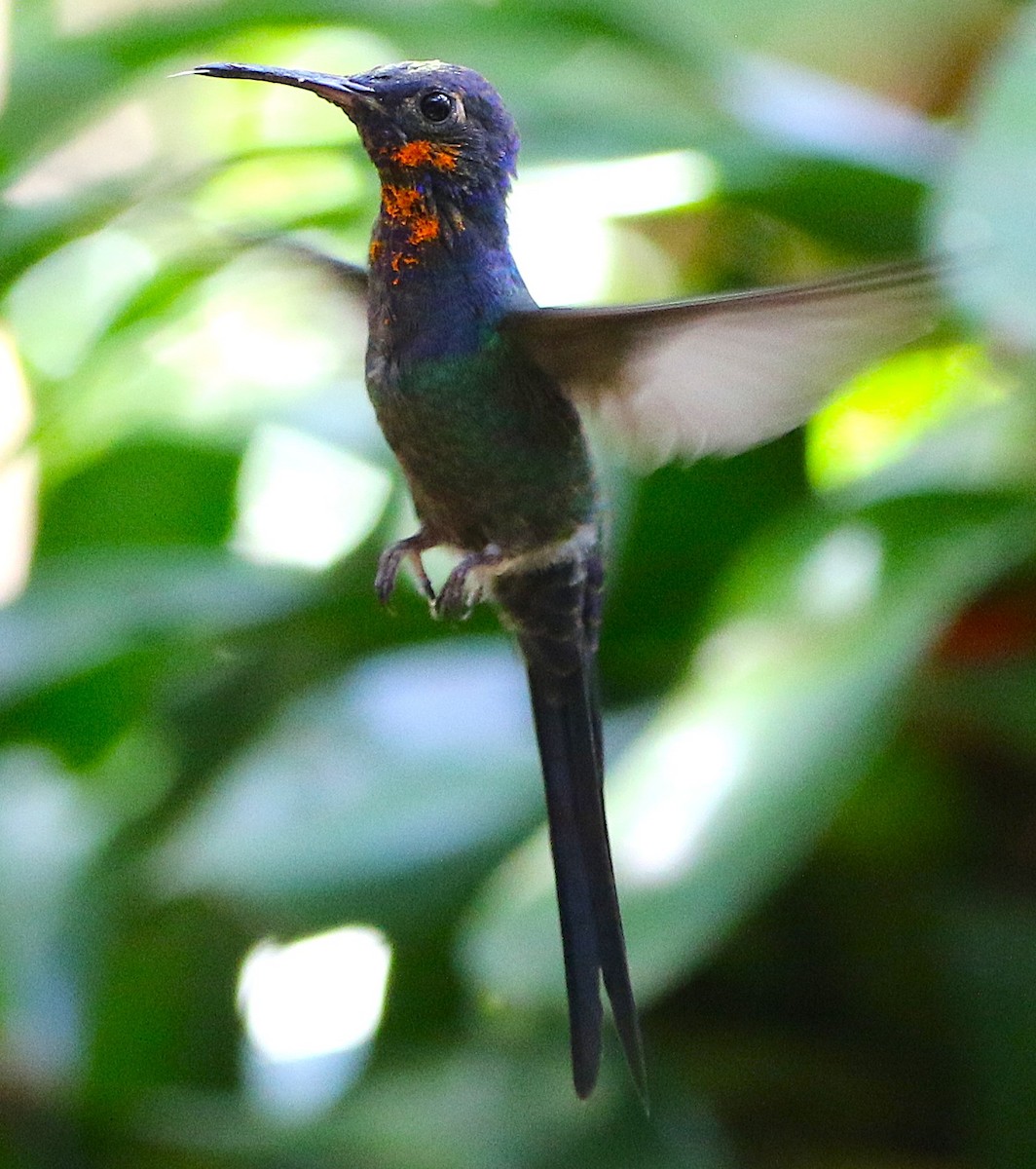 Swallow-tailed Hummingbird - ML627583124