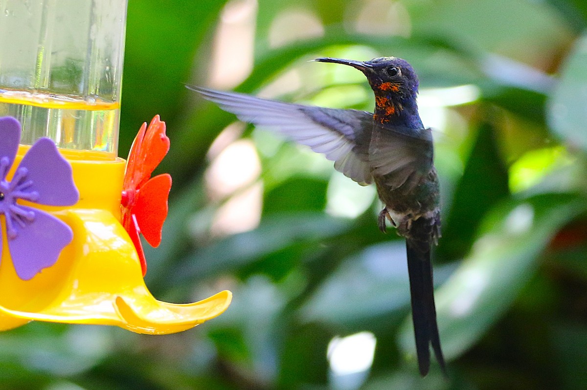 Swallow-tailed Hummingbird - ML627583126