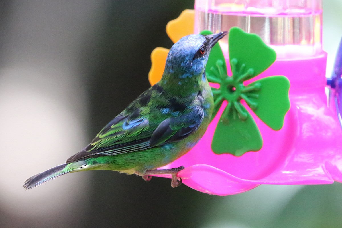 Blue Dacnis - ML627583134