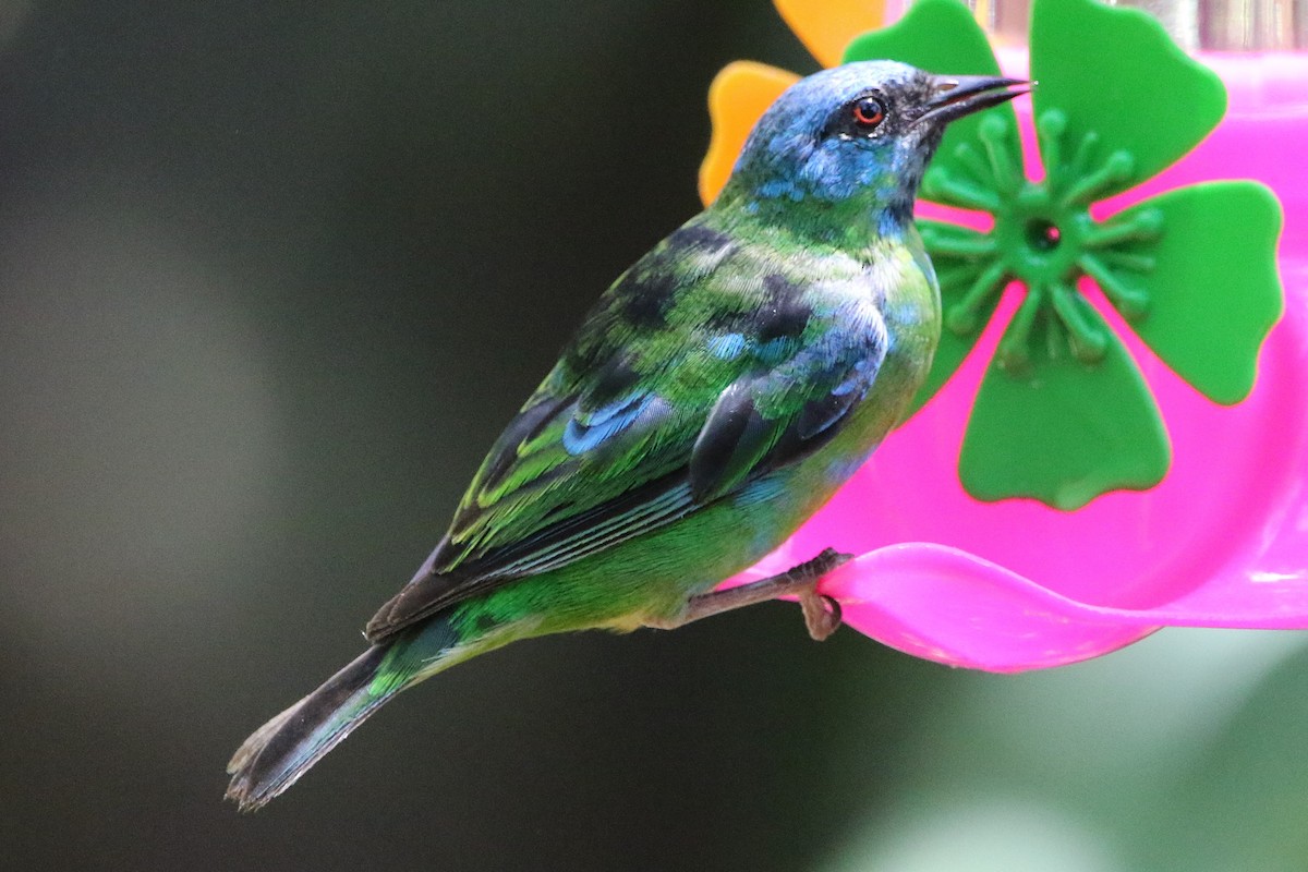 Blue Dacnis - ML627583136