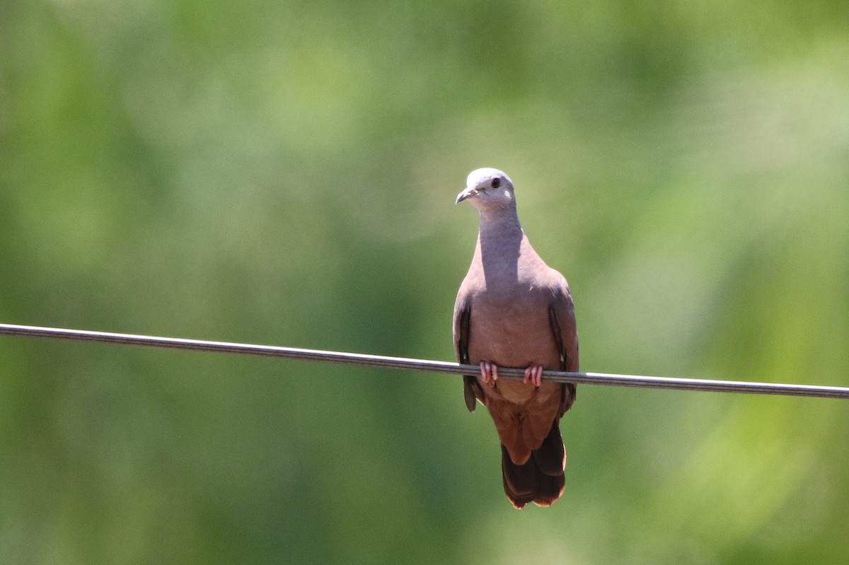 Ruddy Ground Dove - ML627583144