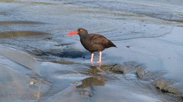 Black Oystercatcher - ML627583152