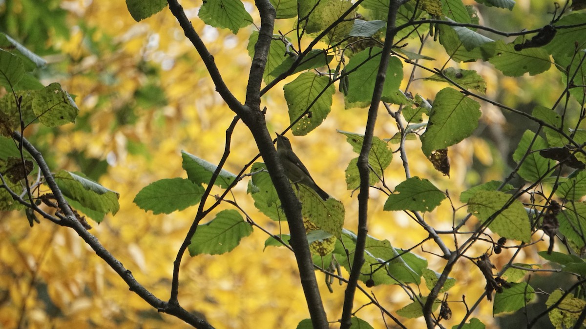 Black-throated Blue Warbler - ML627583170