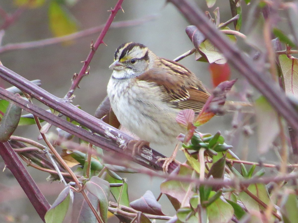 White-throated Sparrow - ML627583185