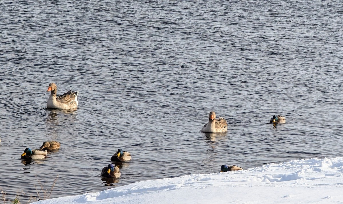Graylag Goose (Domestic type) - ML627583222