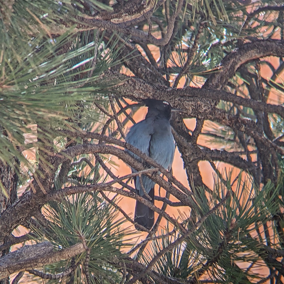 Стеллерова сойка - ML627583299