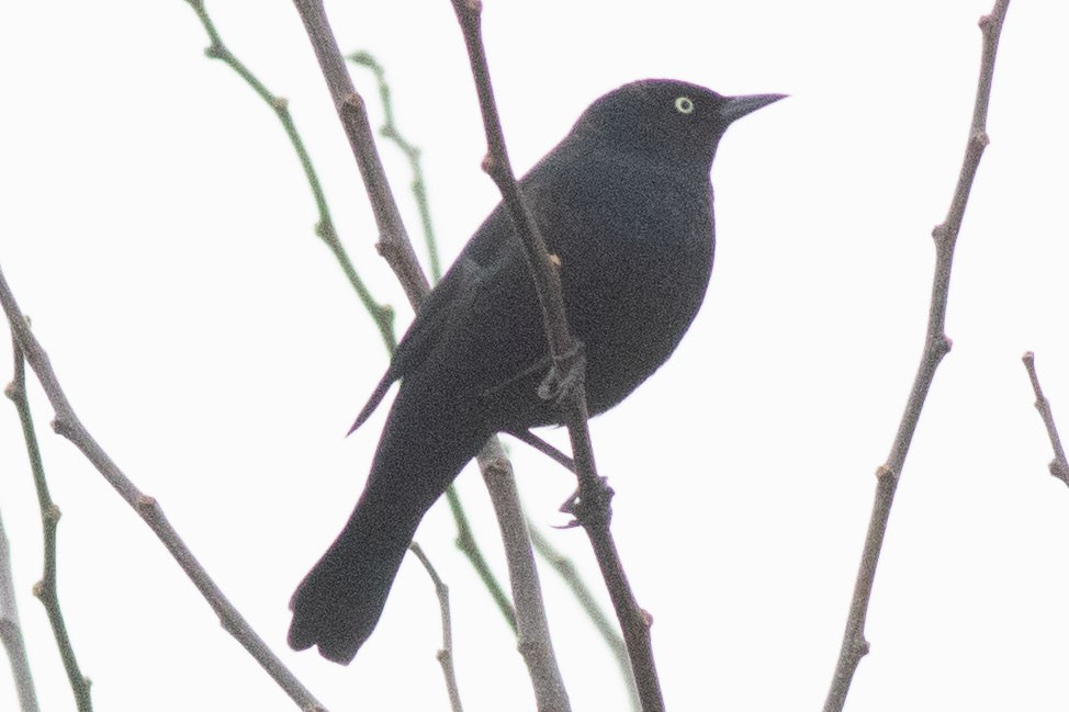 Ржавчатый трупиал - ML627583306