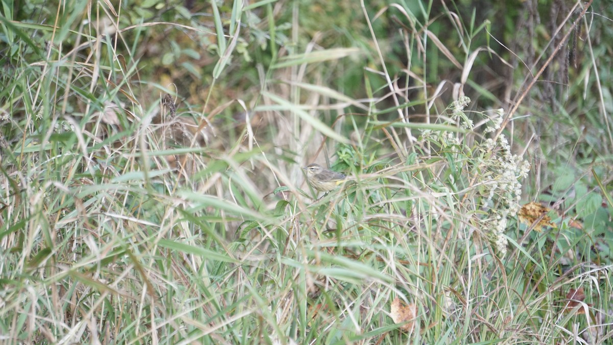 Palm Warbler - ML627583313