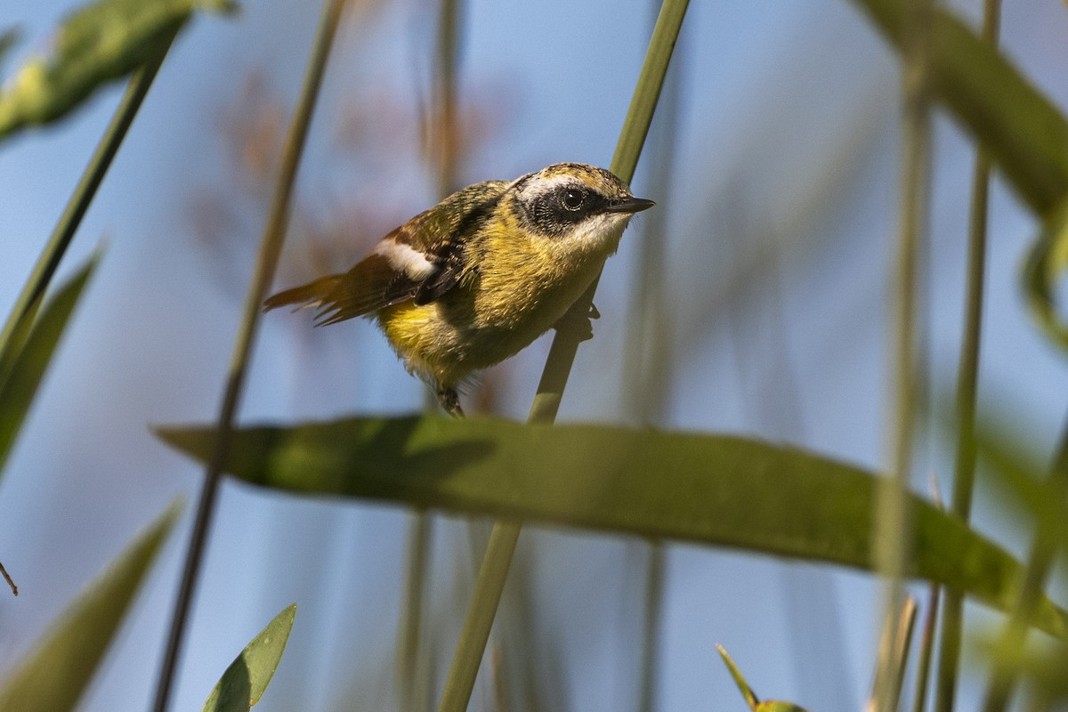 Many-colored Rush Tyrant - ADRIAN GRILLI