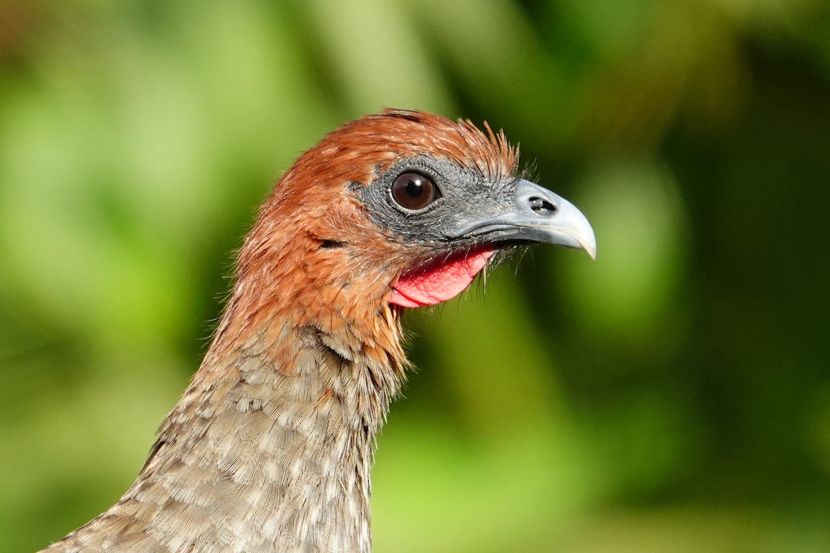 Variable Chachalaca - ML627583568