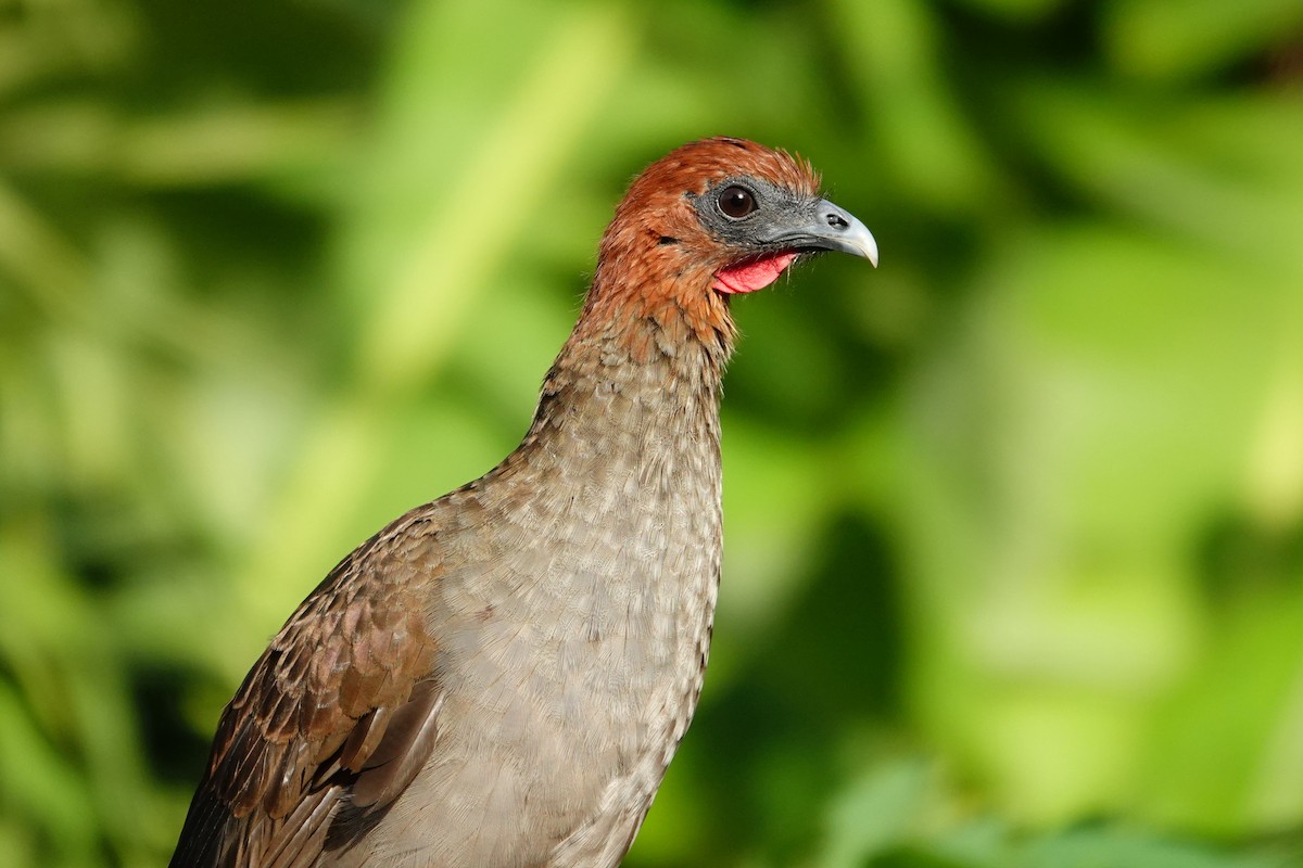 Variable Chachalaca - ML627583569