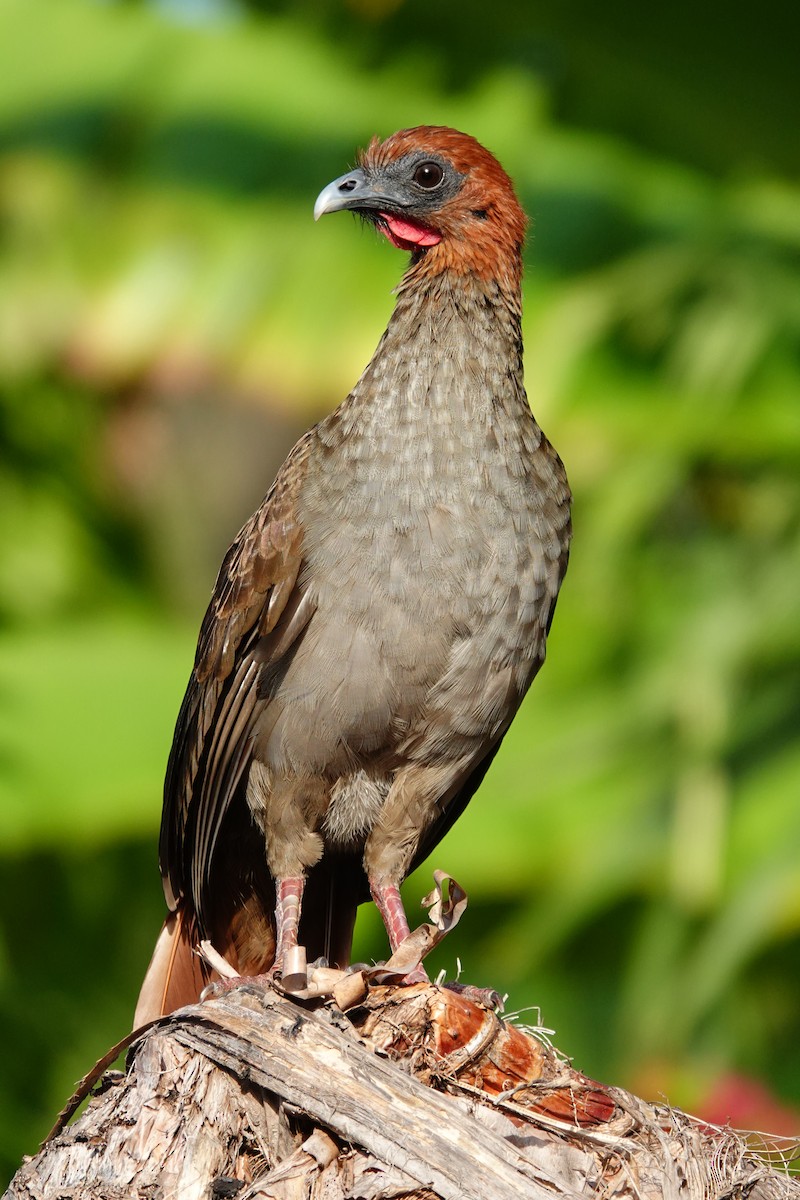 Variable Chachalaca - ML627583572