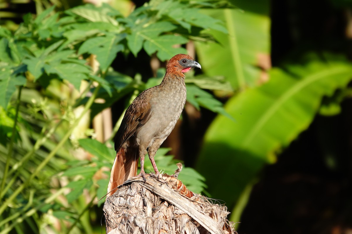 Variable Chachalaca - ML627583573