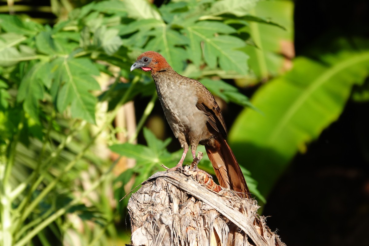 Variable Chachalaca - ML627583574