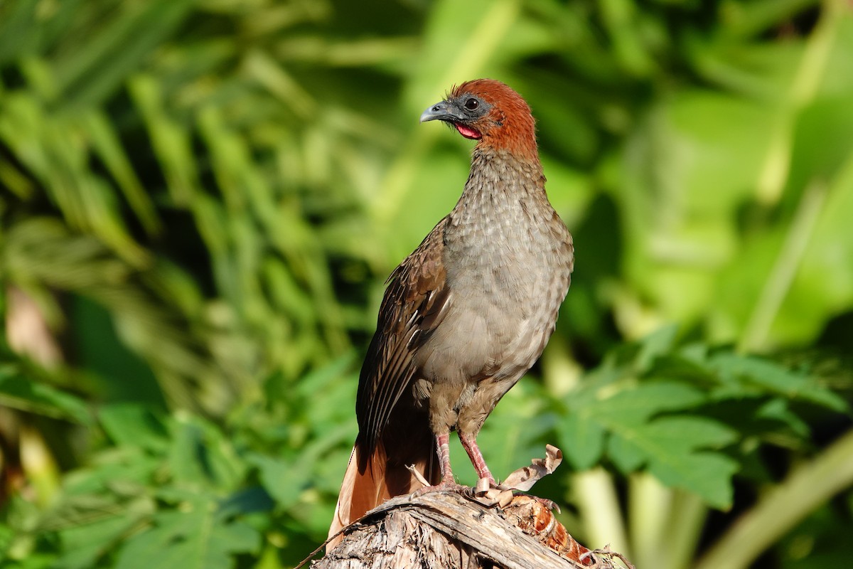 Variable Chachalaca - ML627583576