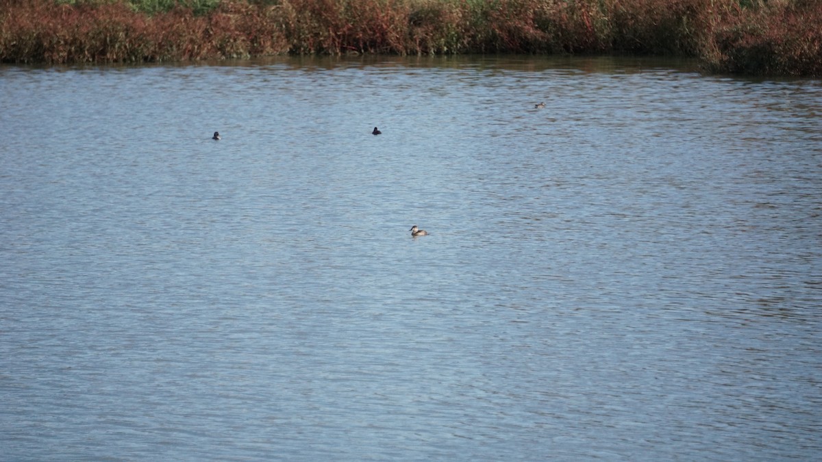 Gobbo della Giamaica - ML627583633