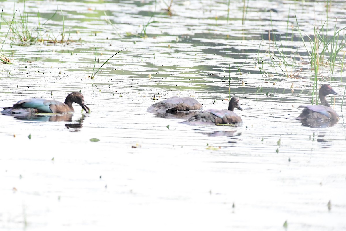 Muscovy Duck - ML627583683