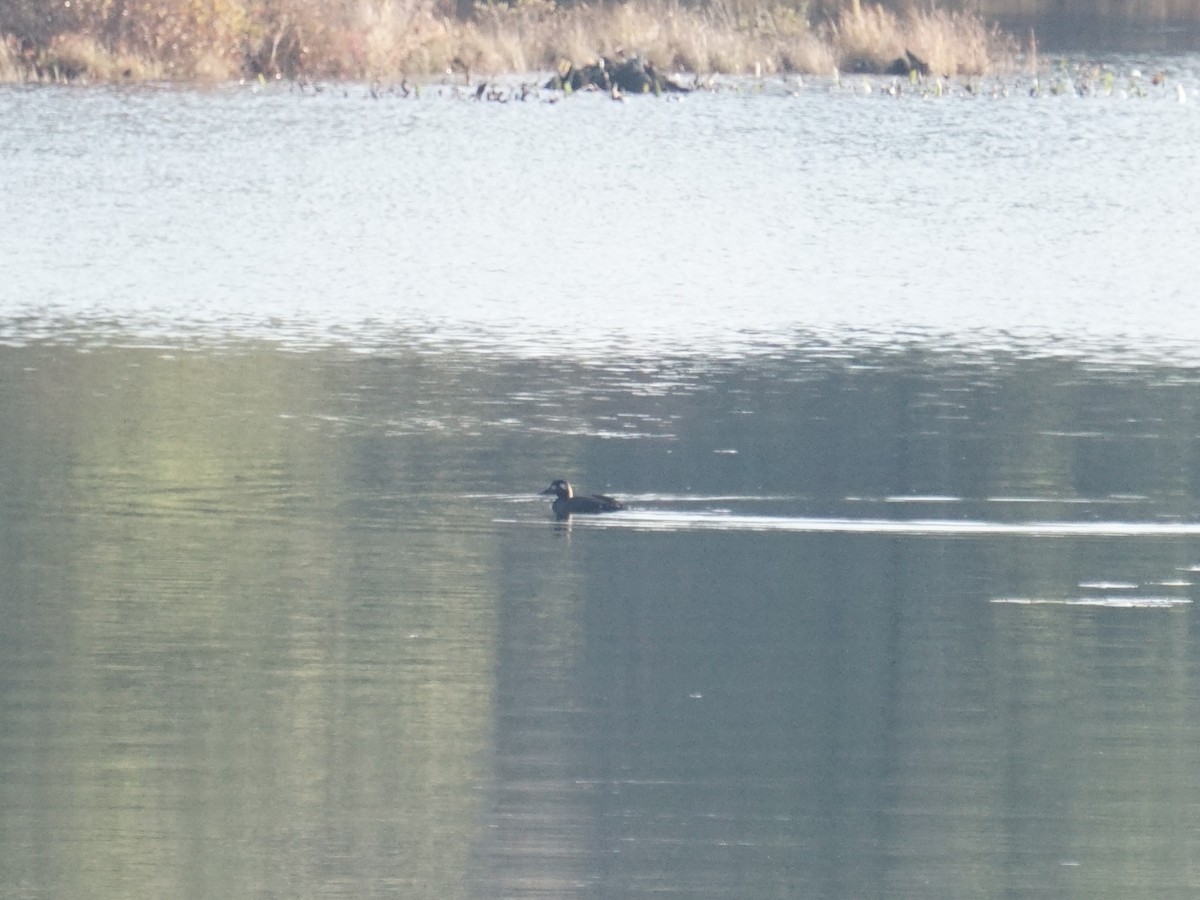 White-winged Scoter - ML627583705