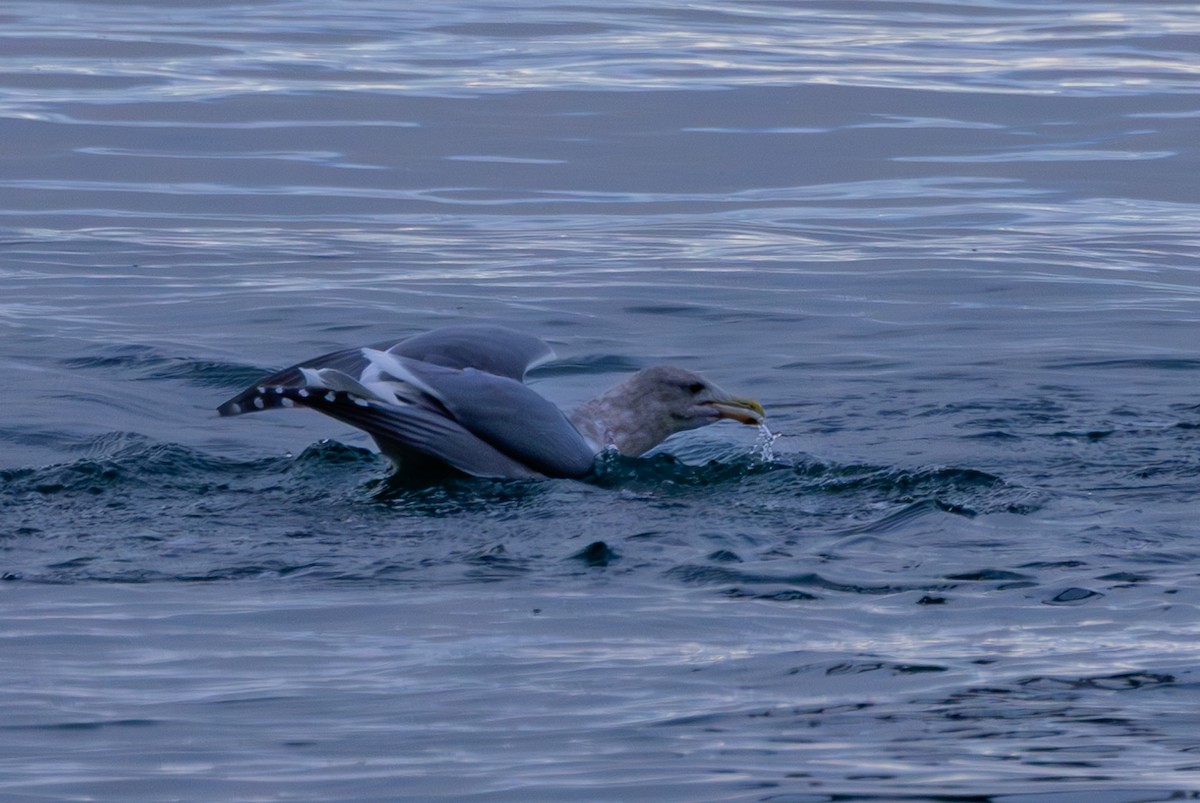 American Herring Gull - ML627583742