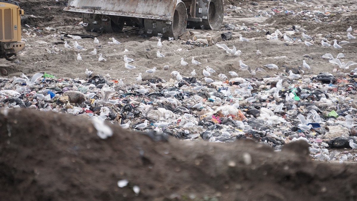 Zafferano - ML627583827