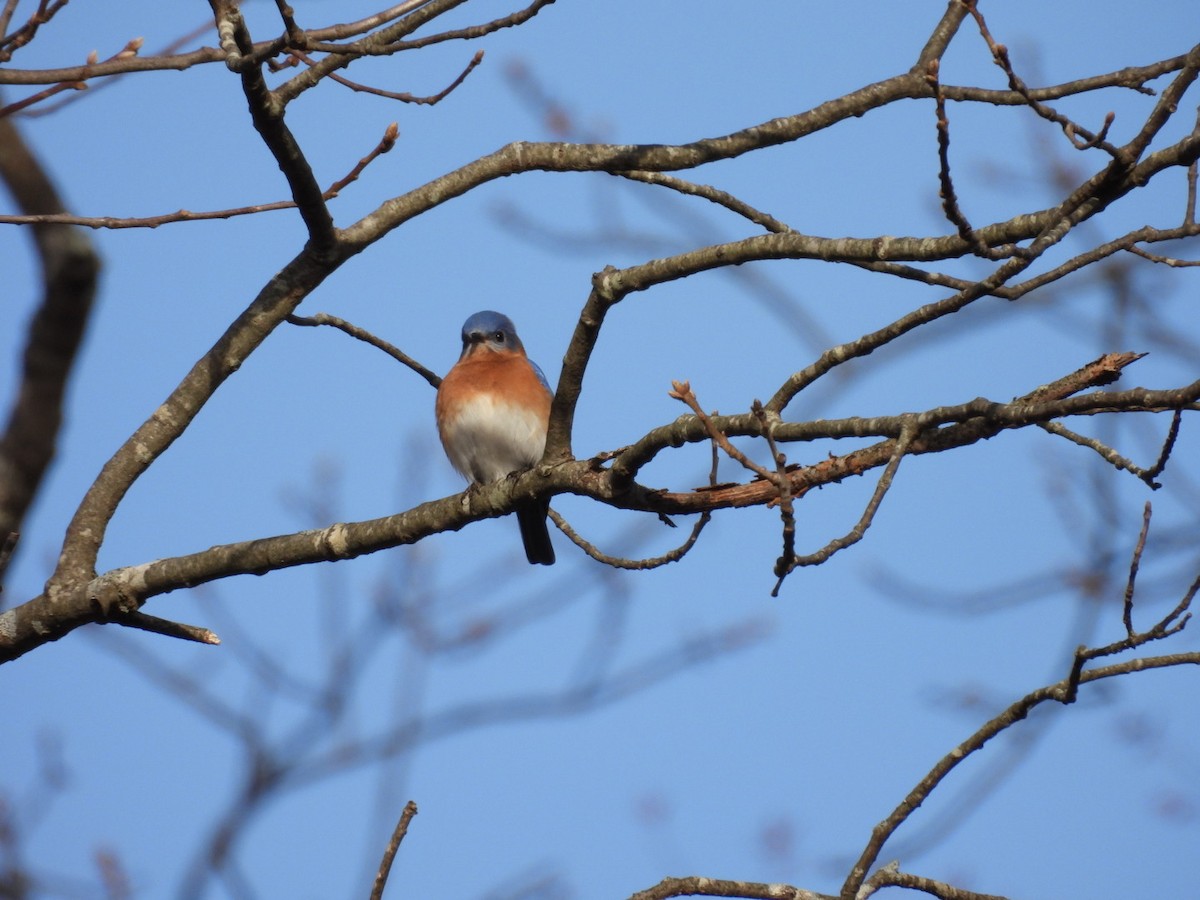 Eastern Bluebird - ML627583840