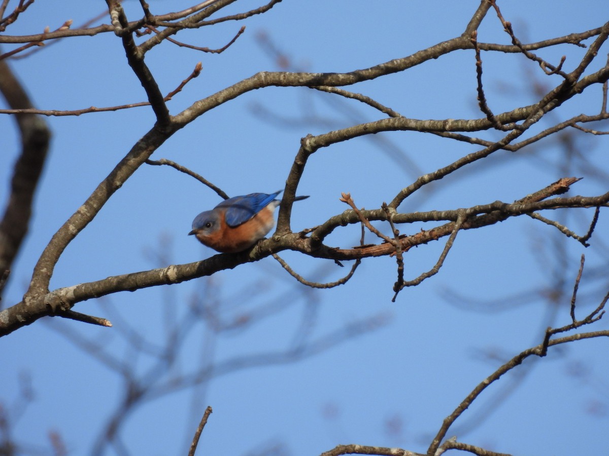 Eastern Bluebird - ML627583841