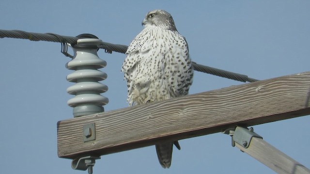 Gyrfalcon - ML627583861
