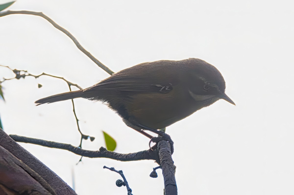 White-browed Scrubwren (White-browed) - ML627583875