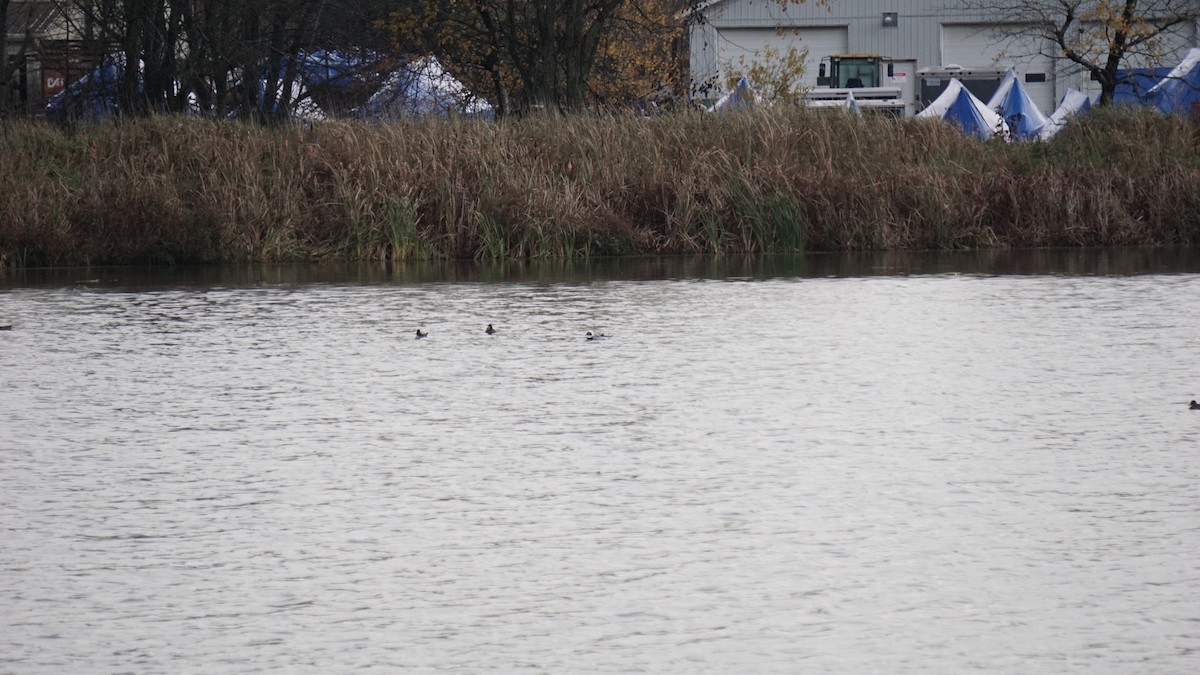 Moretta codona - ML627583890