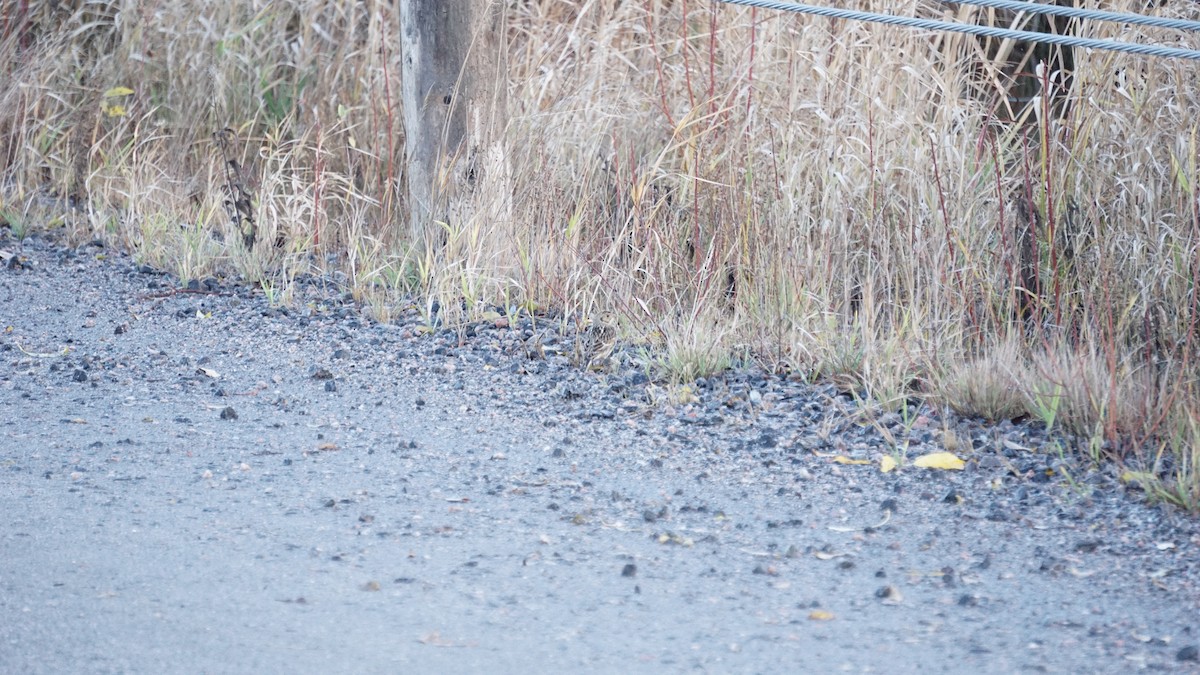 Zigolo della Lapponia - ML627583935