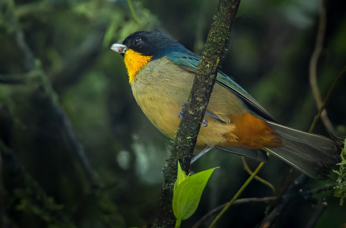 Yellow-throated Tanager - ML627583938